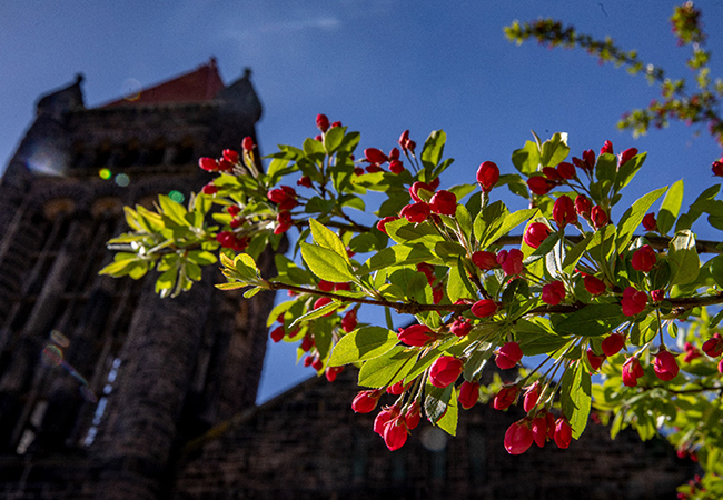 Spring flowers bloom in front of Altgeld Hall at the University of Illinois.