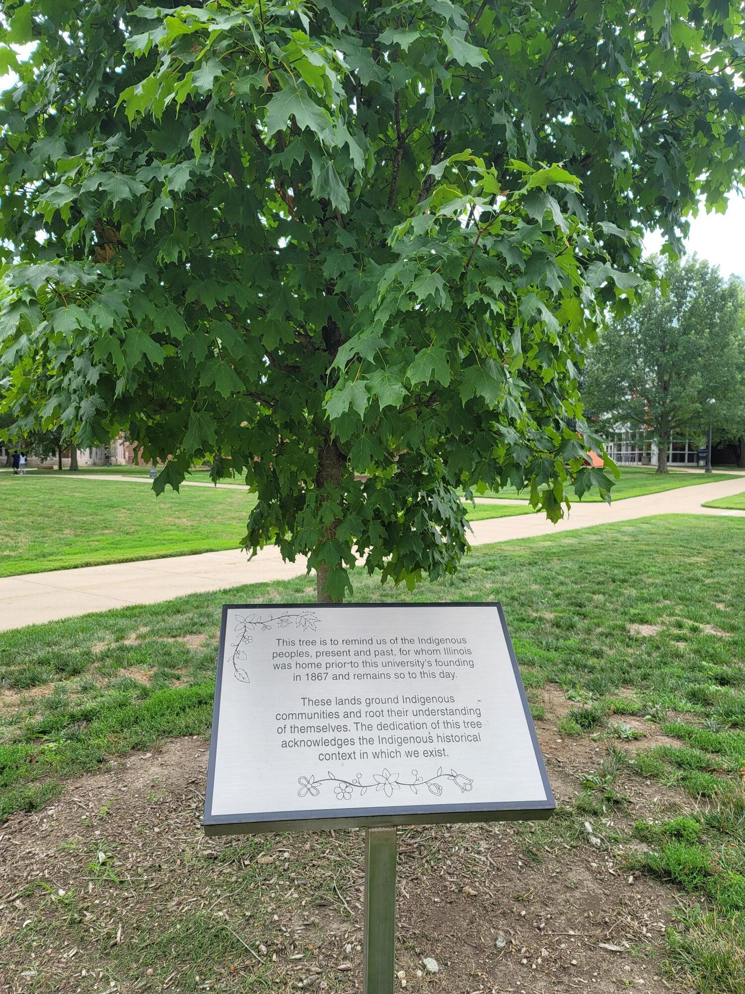 Maple tree planted in 2018 to remind us of the Indigenous peoples, present and past, for whom Illinois was home prior to this university's founding.